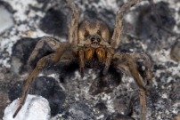 La Lycose tarentuline ou Tarentule radie ou Fausse tarentule ou encore Hogna raye. Une femelle et sa progniture (Araneae - Lycosidae - Hogna radiata)